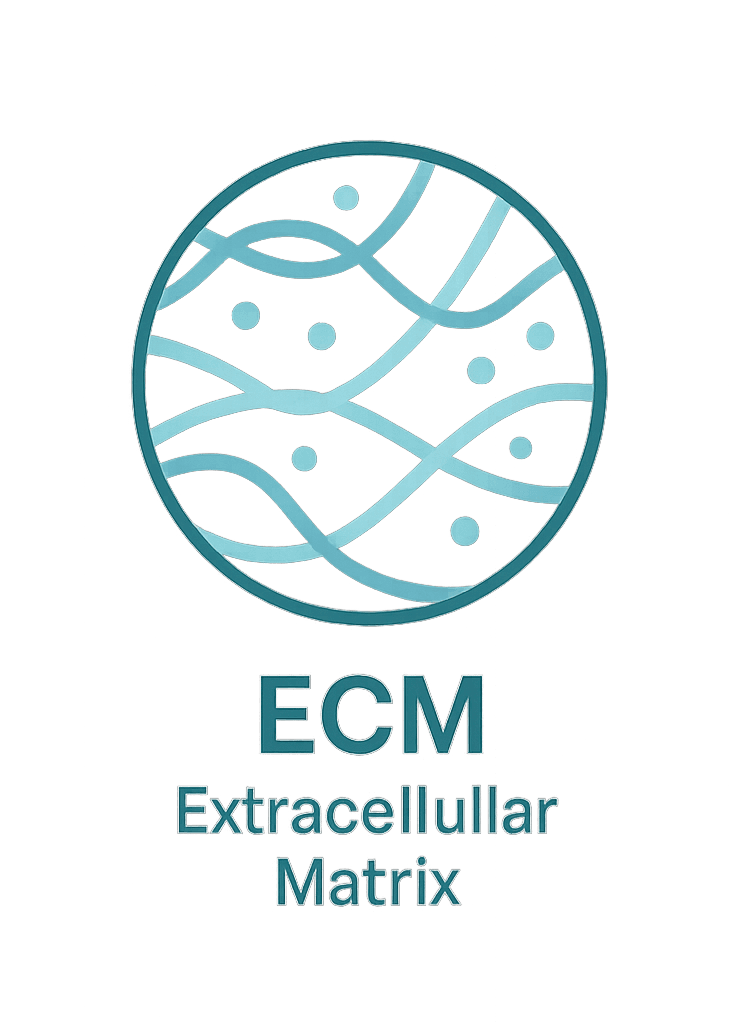 ECM은 피부를 지탱하는 세포외기질로, 콜라겐, 엘라스틴, 프로테오글리칸 등으로 구성됩니다. 피부 탄력과 구조 유지, 재생을 위한 핵심 요소입니다.